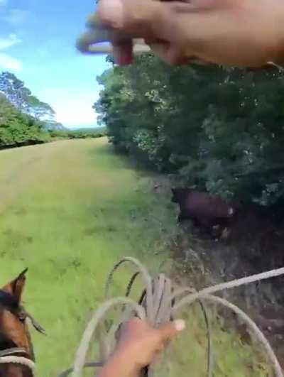 POV of a guy on a horse using a lasso on a bull
