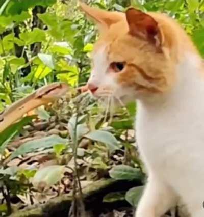 The average cat's reaction time is approximately 20-70 milliseconds which is faster than the average snake's reaction time, 44-70 milliseconds.