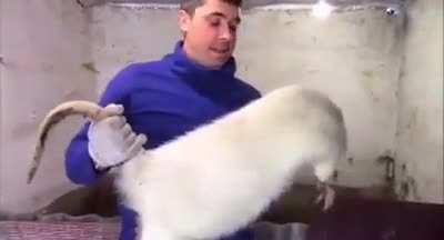 Big Mouse: +35 urban exploration, +15 antibiotic resistance. 85% chance of supply damage if stored in a backpack