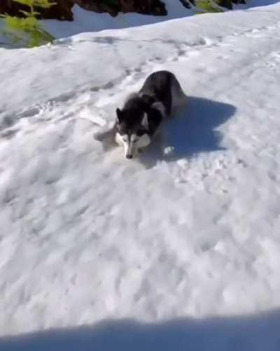 Husky Engaging Zoomies In His Natural Habitat