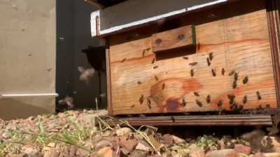 Follow up video to swarm