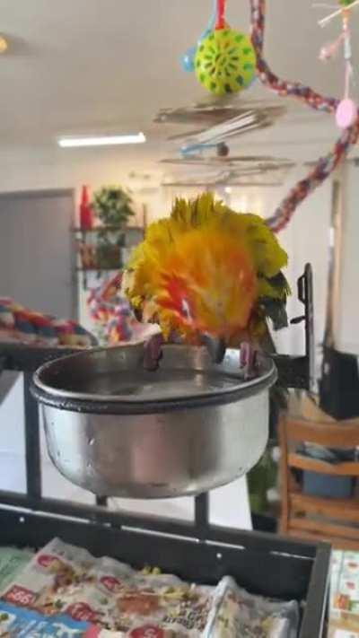 If I add an ice cube to her water, she cannot resist taking a dip