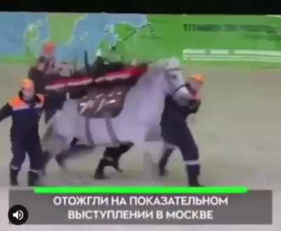 Using a horse as a ambulance