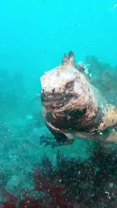 🔥 Not sure if swimming Iguana or young Godzilla.