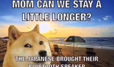 White doge summer has arrived