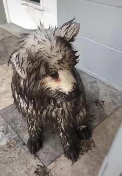 The apple doesn't fall far from the tree!