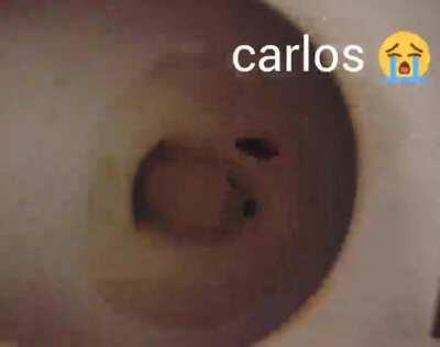 carlos 😭😭😭😭😭😭😢😢😢😢🥺🥺😢💅🦗