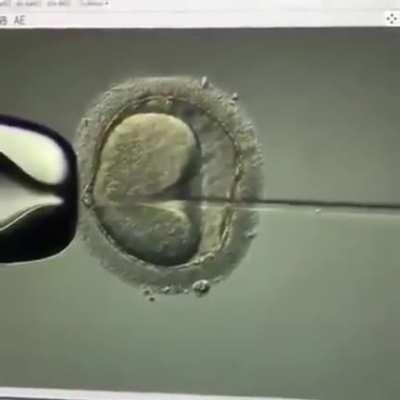 In vitro fertilisation
