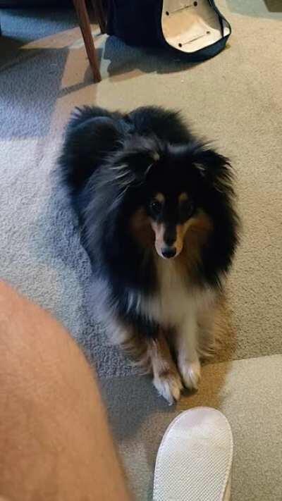 He makes a small but determined ruff