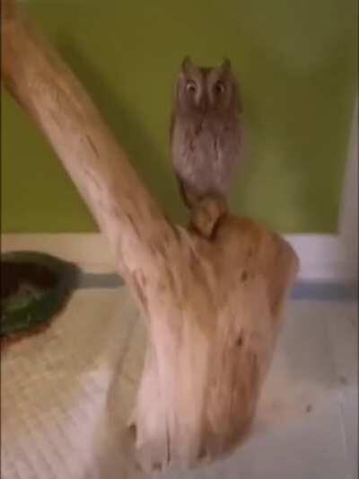 Excuse me, did you lose your feather? - Простите, вы потеряли перо?