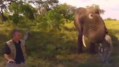 An elephant playfully stealing and then returning a wildlife photographer's hat (/r/Eyebleach)