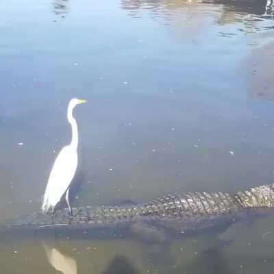 Crane chilling on gator