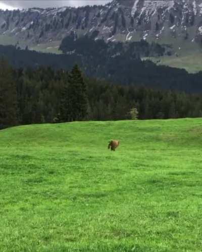 Little cow zoomies