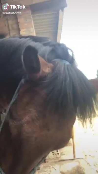 Nothing like showing your 35k followers you like horse dick