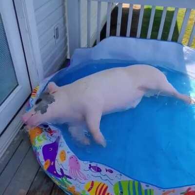 Floppy takes a dive in his new pool