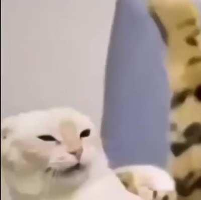 Blursed cat