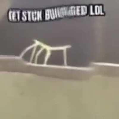 just a regular old stick bug