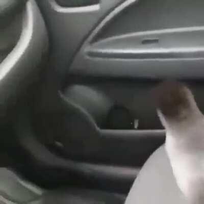 Trying to tame a bird