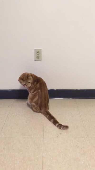 Found these old videos of Sunny chasing his tail. No brain cell present.