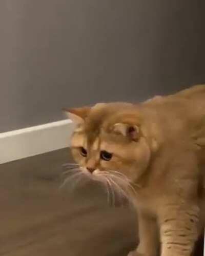 Even animals know when enough is enough