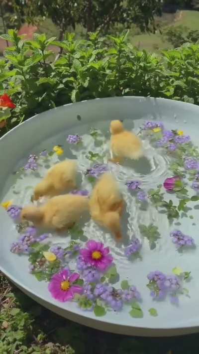 a rainbow of fluffy ducks