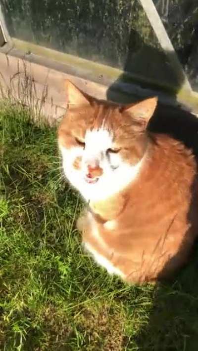 Cats who reply when you talk to them are the best kind of cats