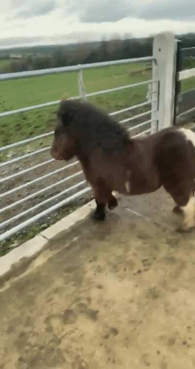 What IS the braking distance of an unladen but furious tiny pony on wet concrete at 30MPH, I hear you cry?