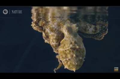 🔥 octopus dreaming and changing colours 🔥