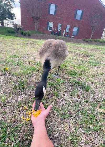Hand-feeding the watchful gander as he keeps an eye on mama