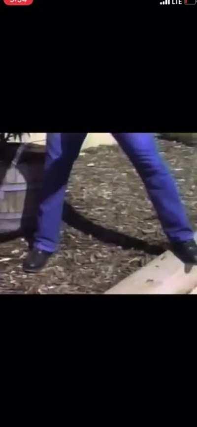 Ladies and gentlemen, the pet of the week