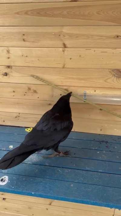 Raven solving puzzle for a treat