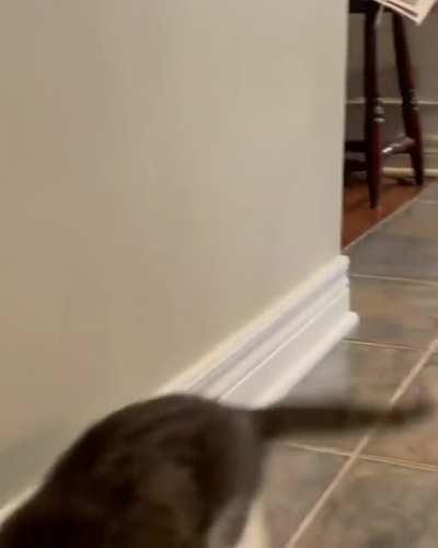 When kitten thinks he's rabbit too.