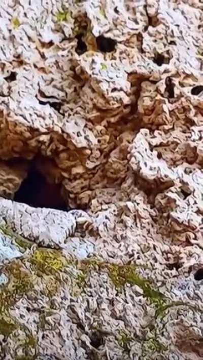 A brief introduction to the food chain!