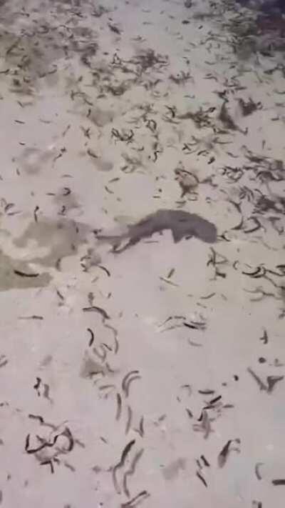 Curious fish comes to say hi