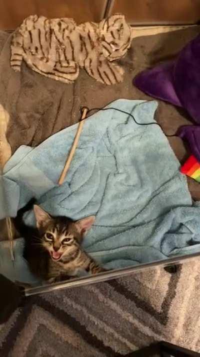 Rescued this feral peanut yesterday. She already has so much to say