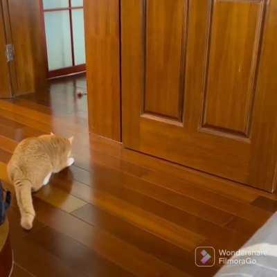 Found elsewhere - Orange baby with slightly wonky connections living her best life.