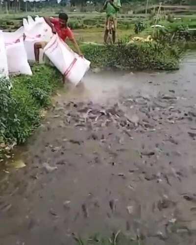 Fish feeding frenzy