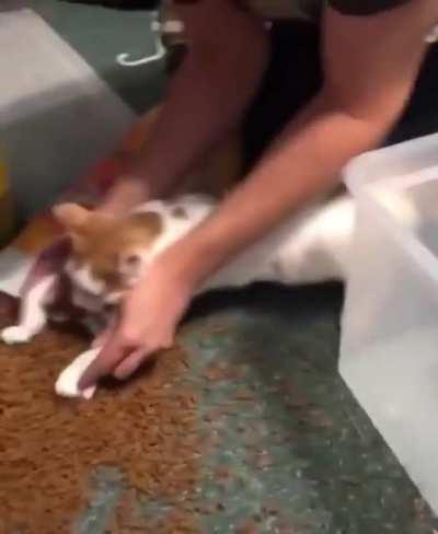 When your cat won’t stop knocking over the bin of food onto the floor.