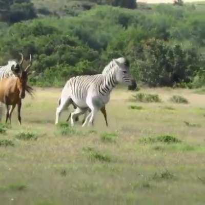 Thanks, I hate Zebras.