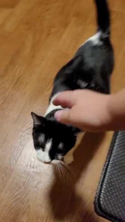 Mavis has a lot to say this morning. the background noise is my dog pushing her tennis ball into the back door.