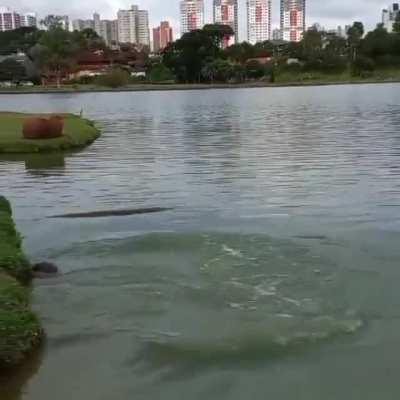 Capy back flop!?!?!?!?!?!?! HOW?