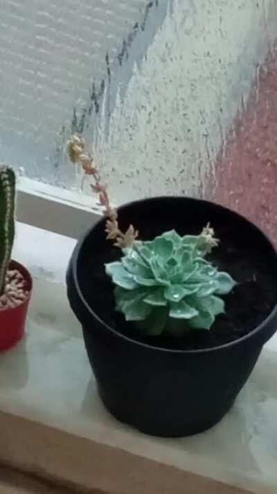 Raining in my little plants