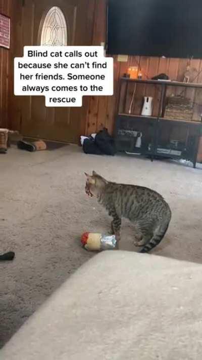Blind cat calls out her friends and someone always comes to the rescue