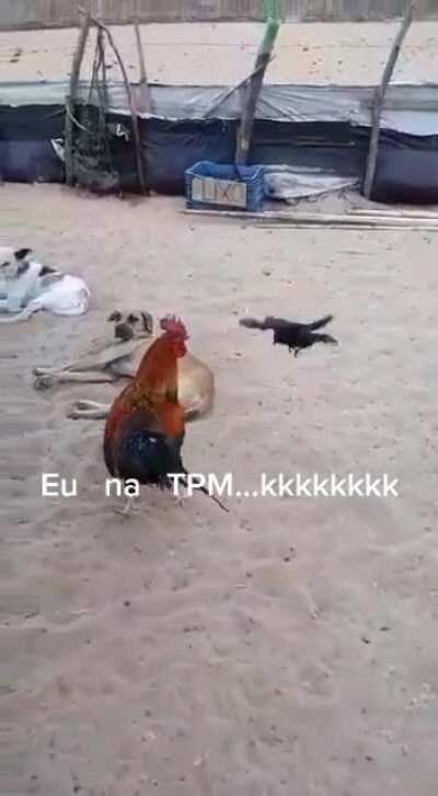 Guess lil birdy likes cocks? (Excuse the music, it doesn’t last the whole vid)