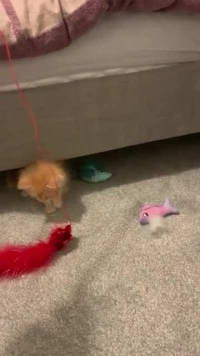 Little Winston learning how to use his murder mittens.