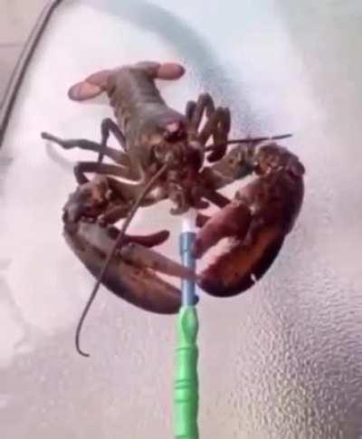 Alfredo se nos paletea