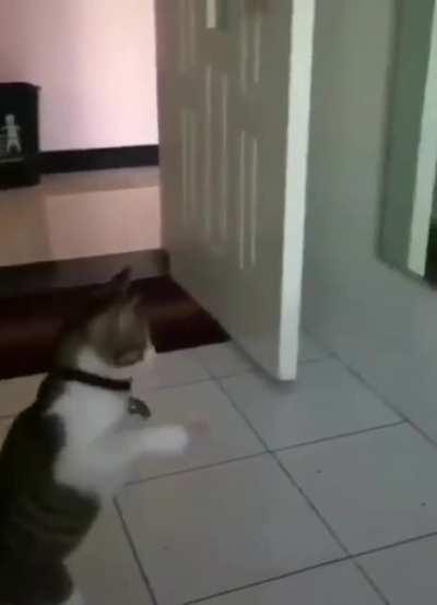 The cat that found the cat