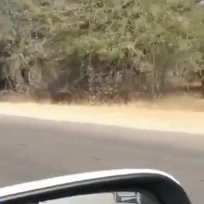 Cheetah chase in traffic