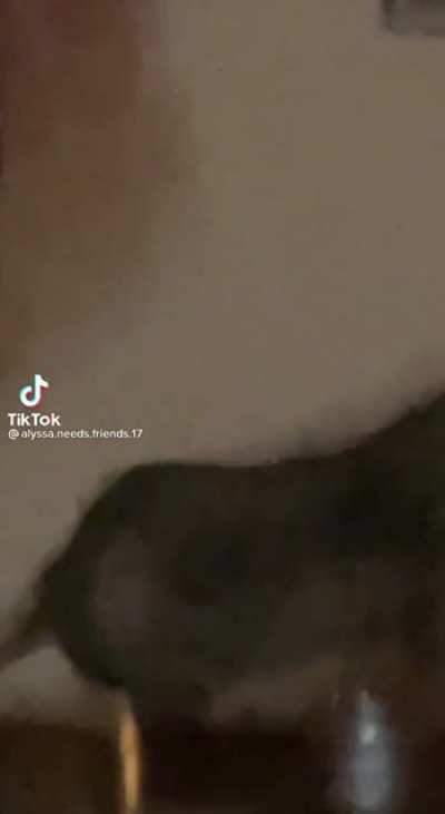 he just wanted to have a staring contest