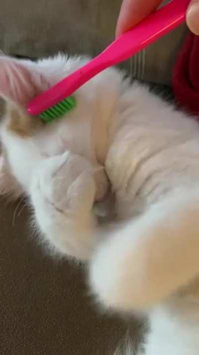 Brushy bliss